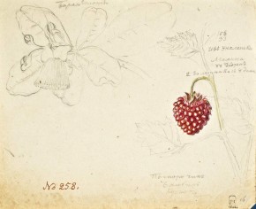 Барангтония и малина с острова Уналашки