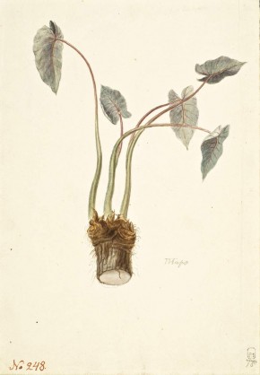 Растение таро