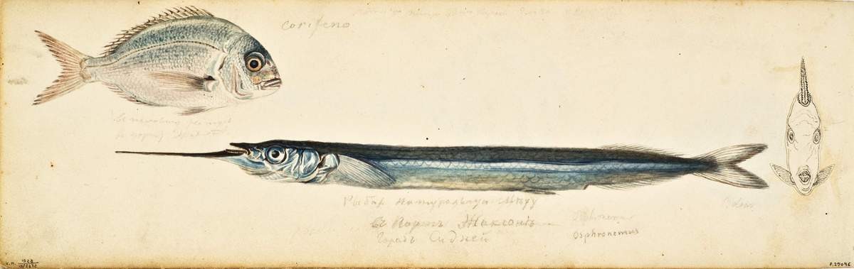 Три рыбы, Pavel Mikhajlov, 1819