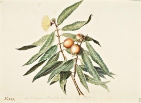 Ветка жамбозии, южно-американского фруктового дерева