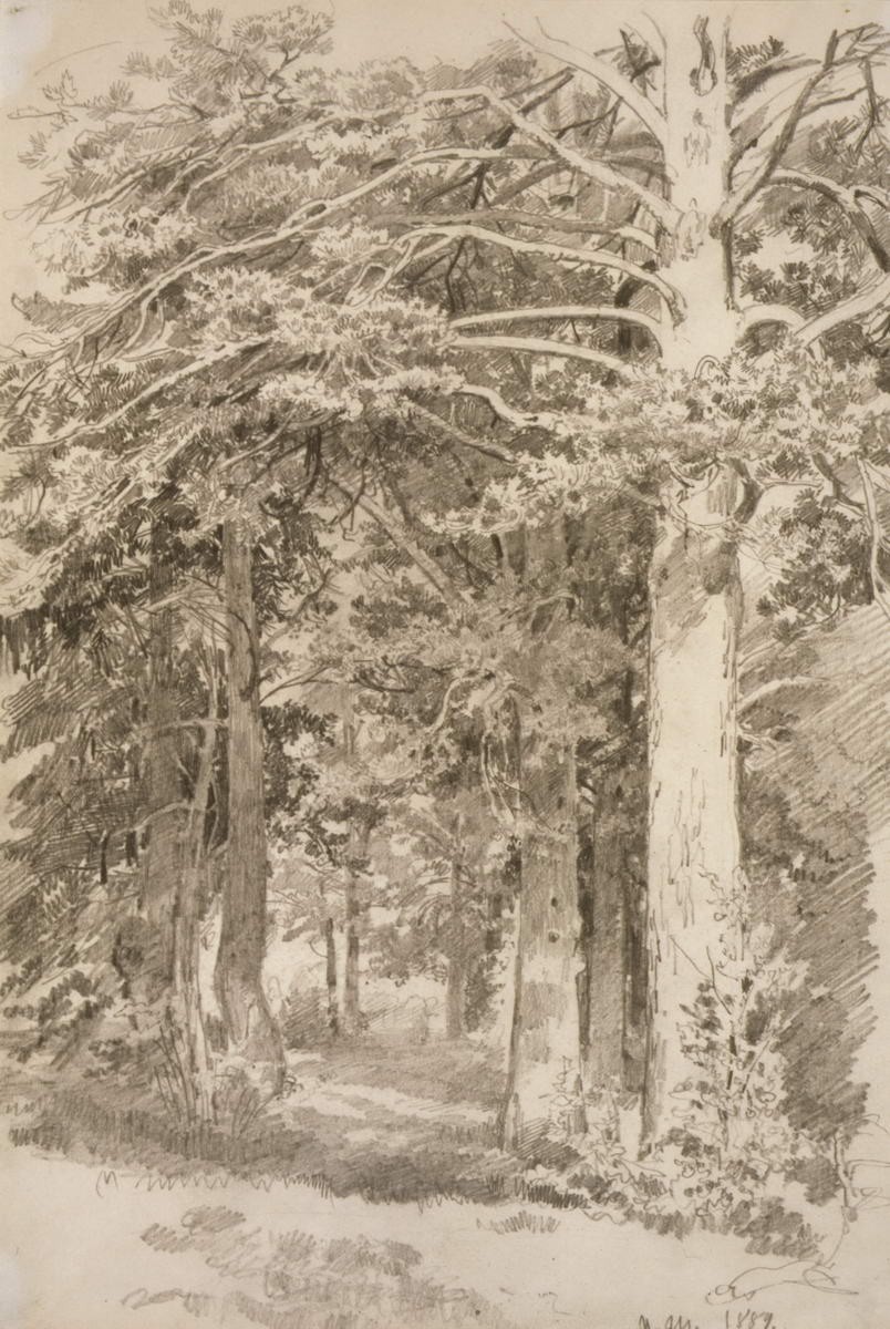 Сосновый лес, Ivan Shishkin, 1889