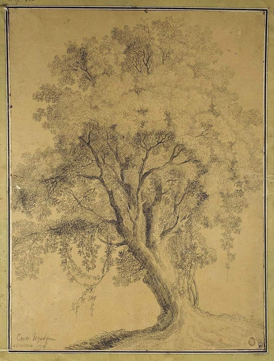 Большое дерево, Semyon Shchedrin, 1776