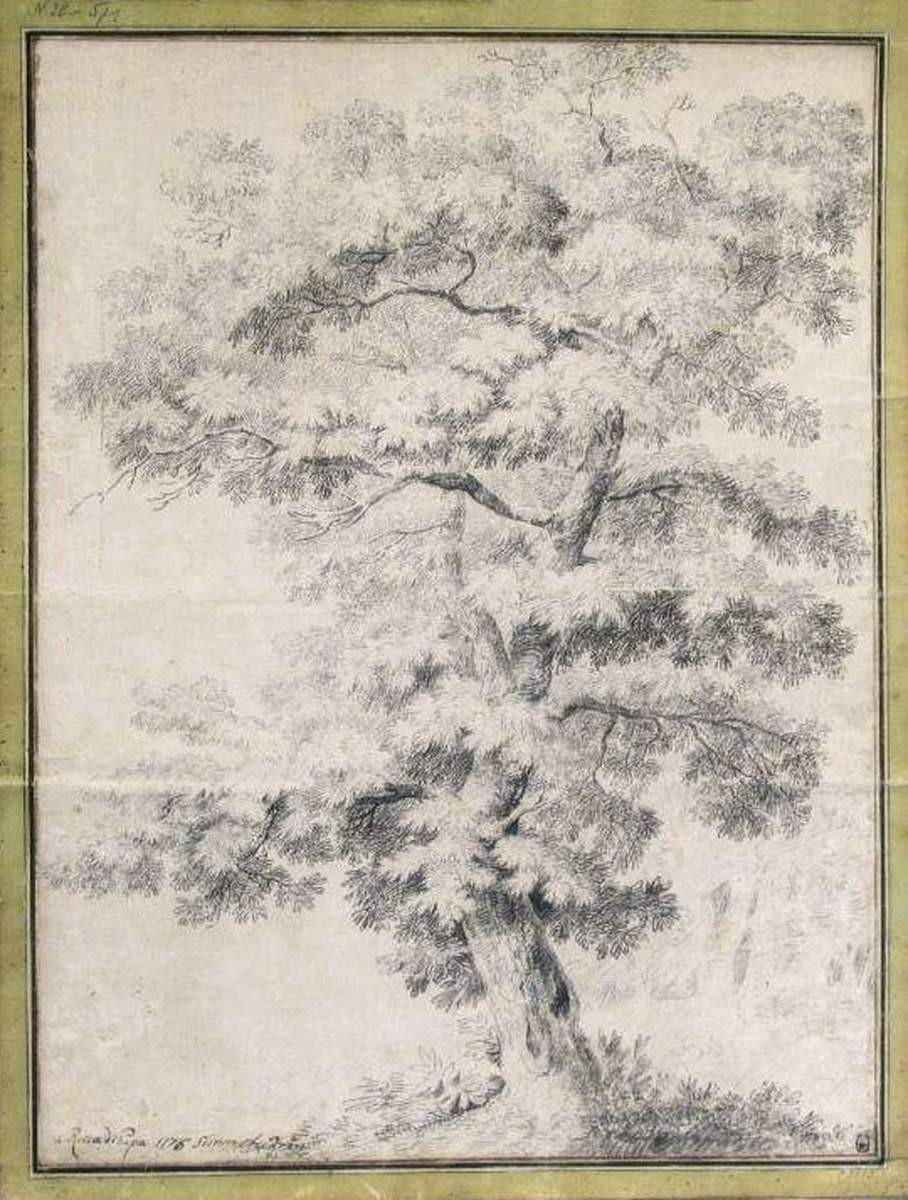 Дерево в Рокка ди Папа под Римом, Semyon Shchedrin, 1776