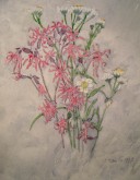 Полевые цветы. Подкрашенный рисунок