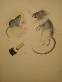 Иллюстрация к книге С. Я. Маршака «О глупом мышонке»