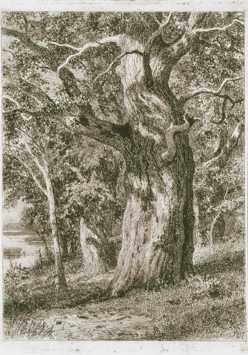 Дуб, Ivan Shishkin, 1897