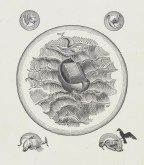 Фронтиспис к трагедии А. Глобы «Фамарь»