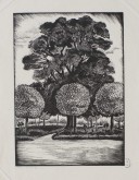 Михайловское. Вяз