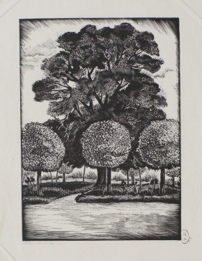 Михайловское. Вяз