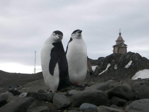 Пингвины ходят на службу
