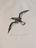 Южная Полярная Бурная птица. Из сюиты 