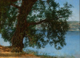 A Tree in the Shade over Water in the Environs of Castel Gandolfo