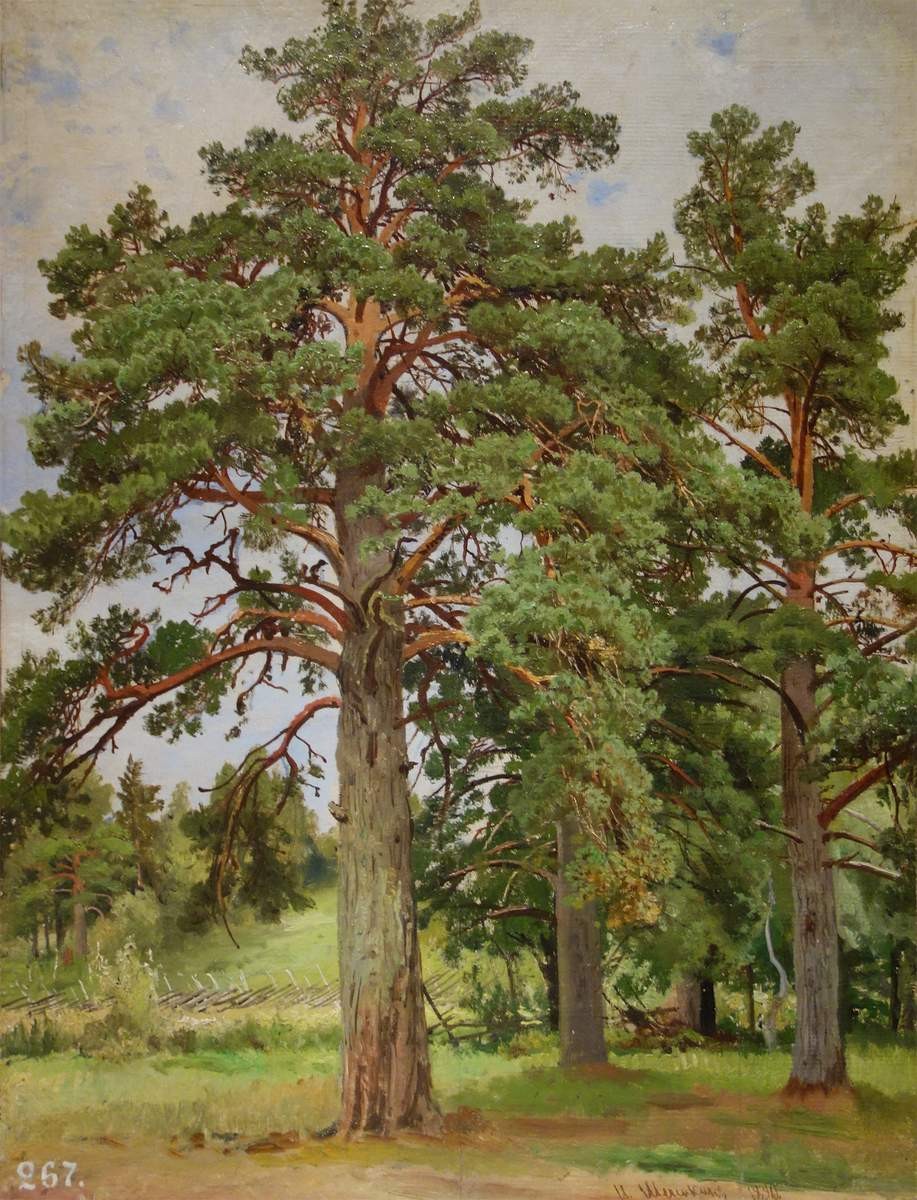 Сосна без солнца. Мери-Хови по Финляндской железной дороге, Ivan Shishkin, 1890