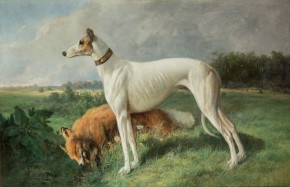  Борзая собака с лисой