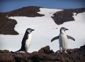 Антарктический пингвин. Остров Кинг-Джордж (Ватерлоо)