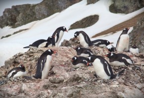Субантарктический пингвин. Остров Кинг-Джордж (Ватерлоо)